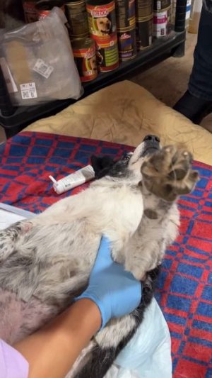 Чудо, произошедшее с Коровкой!