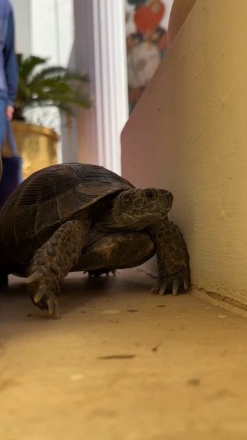 Club Hotel Sera. Март 2026