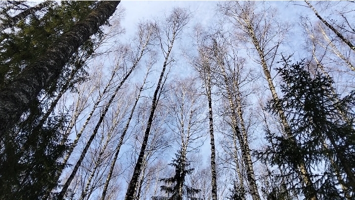 62. Поездка в лес за чагой. Часть первая. Сбор чаги.