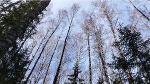 62. Поездка в лес за чагой. Часть первая. Сбор чаги.