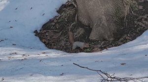 Юркая белочка. Белка. Царицыно. Март 2026