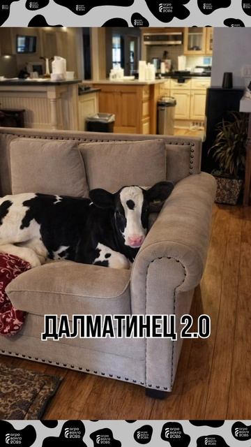 Таких «далматинцев» вы точно встретите на выставке «АГРОВОЛГА 2026»🐄