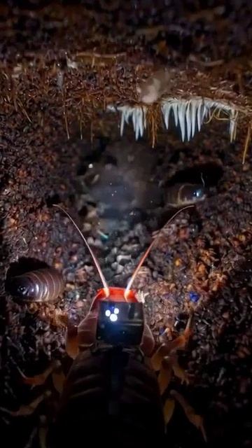 Мокрица под землёй