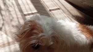 обзор монстриков