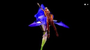 110 Диана Анкудинова (Жар - птица) - "Taki Rari" (Аватар 2024, композит AI)