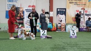 01.03.2026, СПб. Клуб "Нордвест-Северозапад". Выставка CAC 9 группы FCI