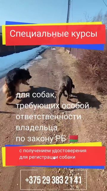 Регистрация собаки в Беларуси