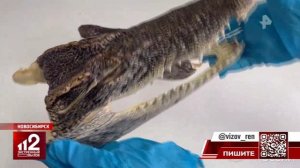 Телеканал «РЕН ТВ», программа «Экстренный вызов 112», 23.03.2026