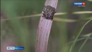 Клещи комфортно перезимовали в костромских лесах и полях