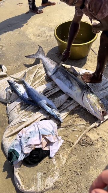 ШОК  Вот как ловят рыбу в Африке  такого ты не видел! рыбалка рыба улов шок контент