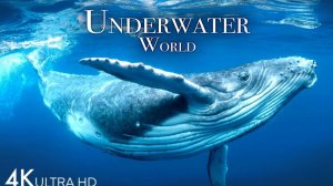 Невероятный подводный мир.