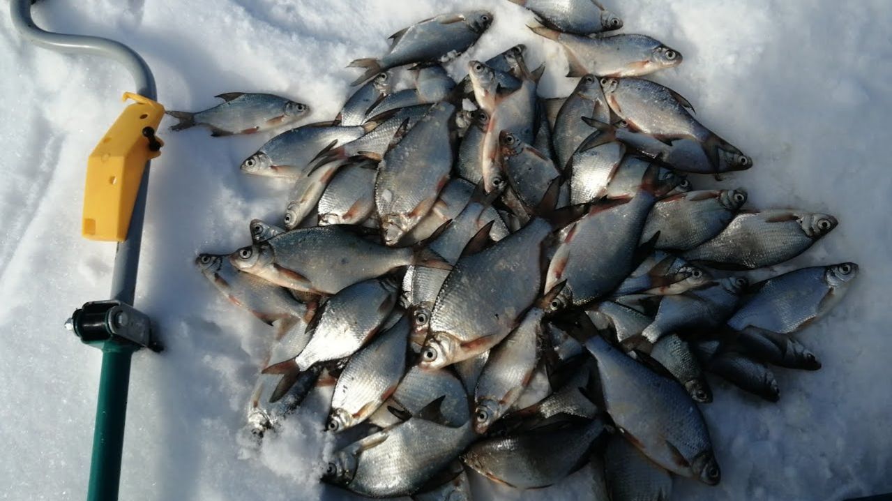 Самая Лучшая Зимняя Рыбалка на реке Куда. Поймал целый Тазик Рыбы. Лучшая Рыбалка В Сибири 2026