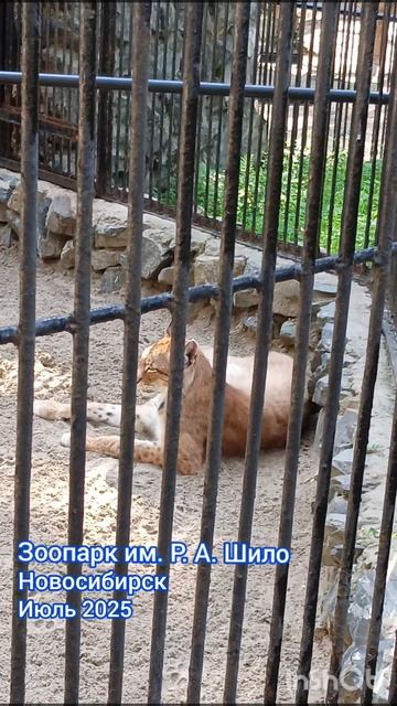 СИБИРСКИЕ РЫСИ