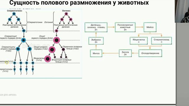 Биология. Жизненные циклы. Сербина С.Е.