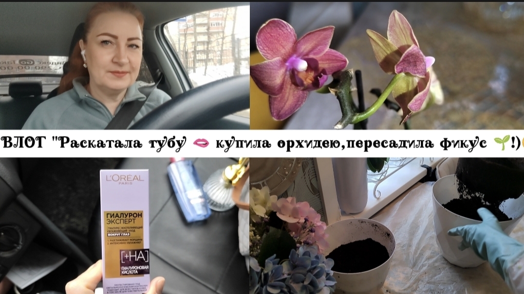 ВЛОГ Раскатала губу  купила орхидеюпересадила  фикус!