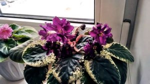 Мамины ФИАЛКИ! Красивые цветы. Цветы на окне, подоконнике. Разные фиалки. Дома. Фиалки. Сорта, уход