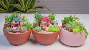 Создание композиций из суккулентов своими руками