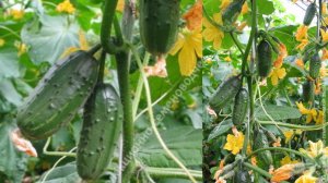 Отличный способ проращивания семян огурцов.