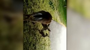 Интернет В Шоке! Самые Сумасшедшие Кадры с Животными из Сети!