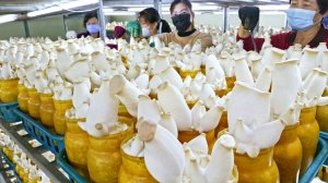 Жизнь королевских вешенек! Тайваньский завод массового производства