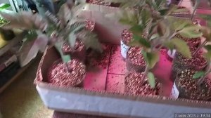 01.05.2025 Пересаживаю помидоры в стаканчики