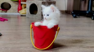 Котенок и красное ведро. Котенок дерется с собакой. Три котенка и собака.