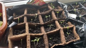 Влог/Несколько дней из моей жизни