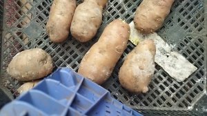 Семенной картофеля Сарпо мира, Сынок занесла домой 7 марта, а ранние сорта 14 марта,22 марта