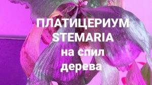 Платицериум Stemaria пересадка на спил дерева