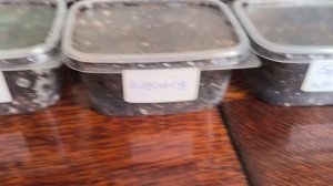 Посев семян табака на рассаду. 23.03.2026г.