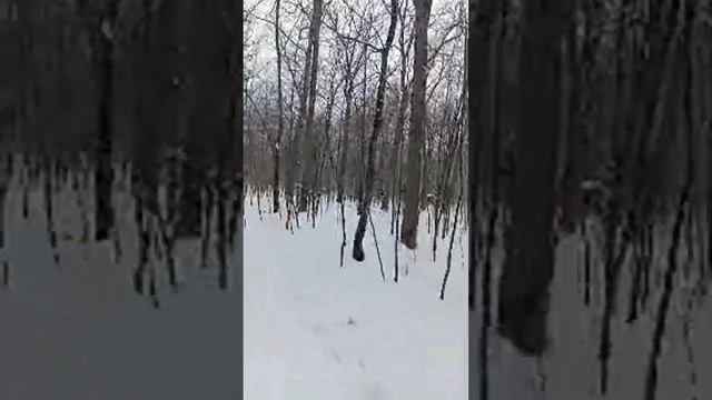 ТОЛЬЯТТИLIVE: ДЯТЕЛ ОБЕДАЕТ//WOODPECKER LUNCH In The Forest! #live #woodpecker  #дятел #лес