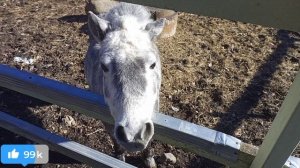 МИЛЫЕ ПОНИ И ЛОШАДКА 23-03-2026