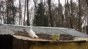 Белый Ангел