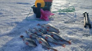 ЭТИ РЫБЫ НЕ ЛЕЗУТ В ЛУНКУ... ПОБИЛ СВОЙ РЕКОРД...