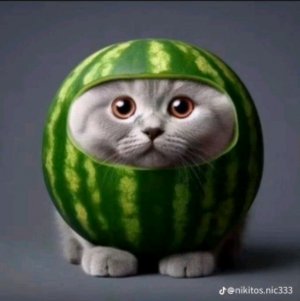 privet eto komanda limonov i pipik