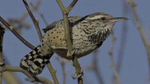 HDR‑реальность: мир животных — невероятные кадры в высочайшем качестве!