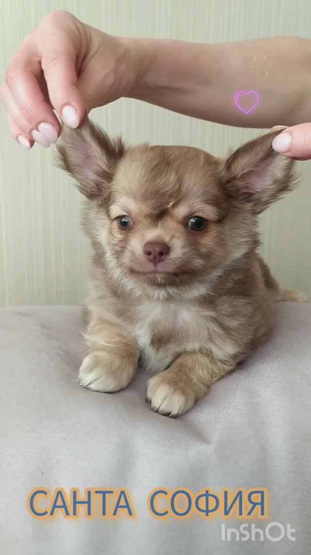 чихуахуа дш мальчик