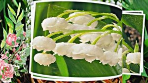 С Днём Рождения 3! Ландышевая Сказка от Киностудии Мудрого Кота Тимофея!!!