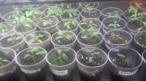 23.03.2026 Распикировала последнюю партию томатов. Рассада чувствует себя отлично.