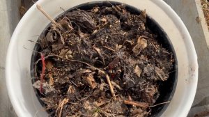 Контейнера для острого перца занесла в теплицу.