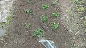 04.05.2025. Закончила подкормку клубники.