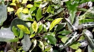 Выставка в Новороссийске 14-15 марта. ТЦ Бон Пассаж, часть 2.