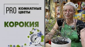 Корокия - дерево-призрак. Необычное комнатное растение. Любовь с первого взгляда. Уход за корокией.
