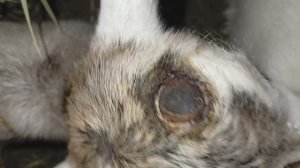 как я обезроживаю козлят