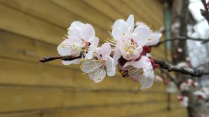 Что творю в саду, персики цветут, облагораживаю цветники, новенькие.