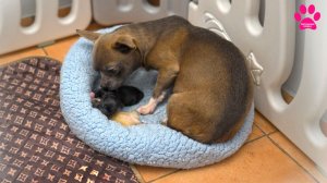 Собака неожиданно родила щенков! Я проспал роды!