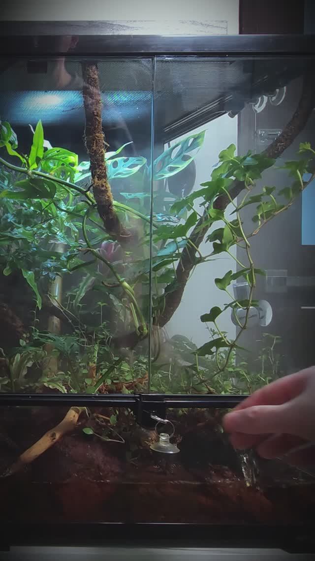 Что произошло с нашим террариумом за полгода terrarium ecosystem