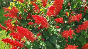 Цветёт всё лето без ухода. Как выращивать красавицу Сальвию из семян