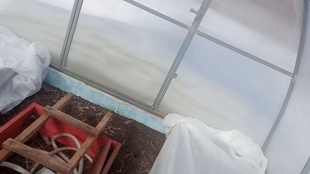 Что посеела в теплице.