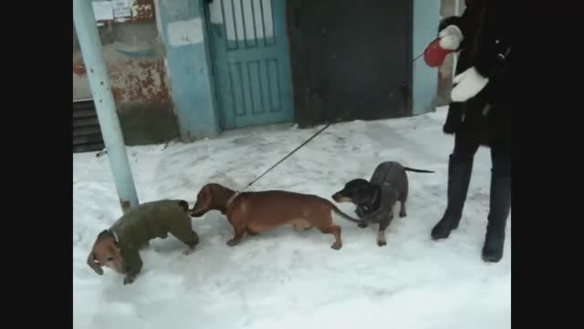 Адская прогулка. Собаки - замерзаки. Таксы зимой.
